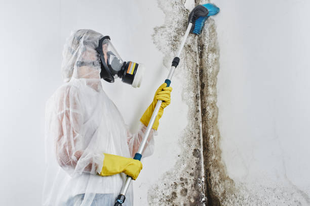 Mold Removal and Inspection in South Lyon, MI