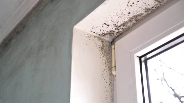 South Lyon, MI Mold Removal Company