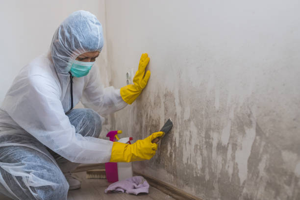 Best Mold Removal and Inspection  in South Lyon, MI