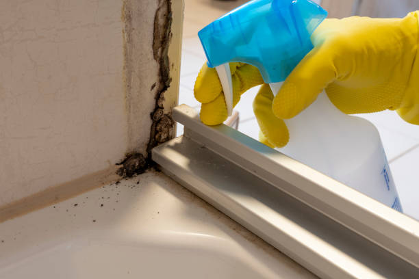 Best Toxic Mold Removal  in South Lyon, MI