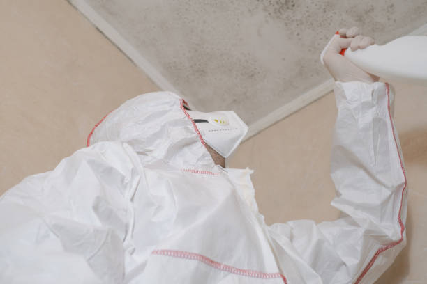 Best Local Mold Removal Service  in South Lyon, MI