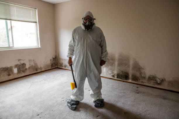 Crawl Space Mold Removal in South Lyon, MI