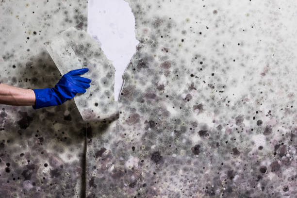 Certified Mold Removal in South Lyon, MI